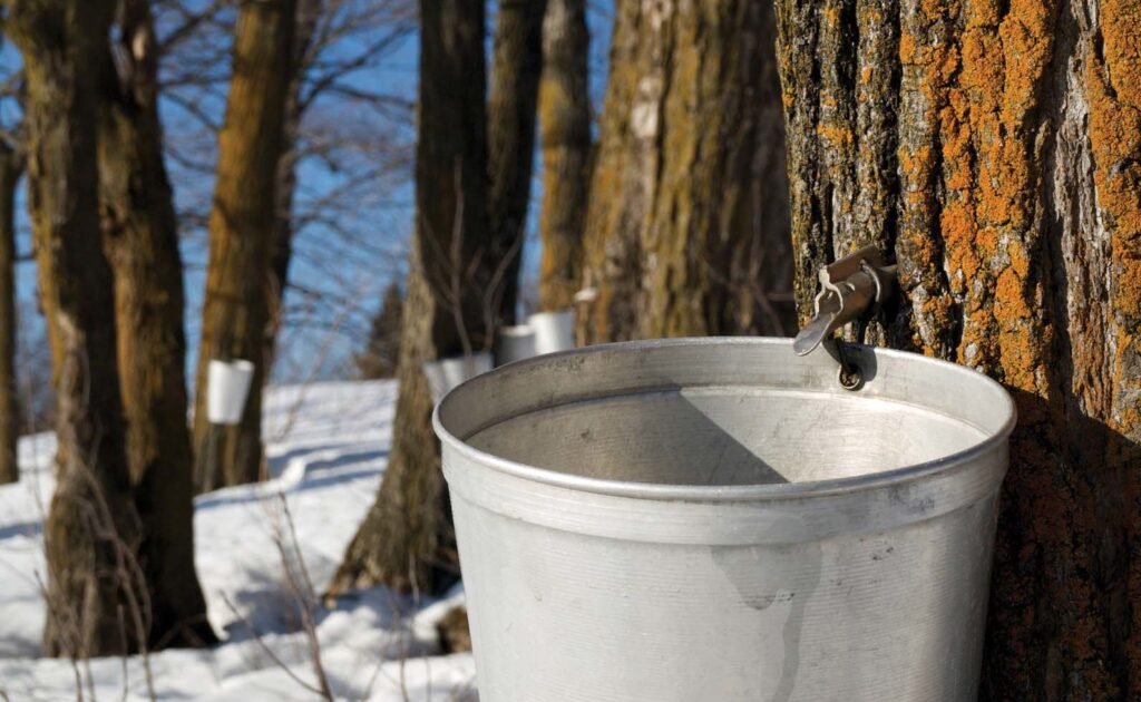 10 raisons de consommer de l’eau d’érable