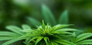 10 raisons de légaliser le cannabis