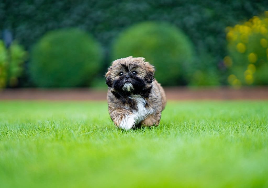 10 raisons de ne pas adopter un shih tzu