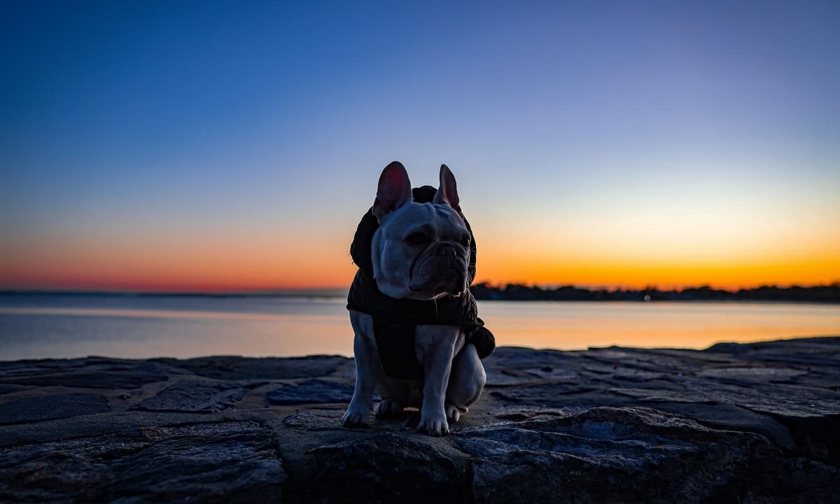 10 raisons de ne pas adopter un bouledogue français